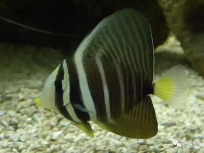 最爱臭美的海水鱼大帆吊向你展示独特的变身技巧