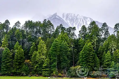 "中国最美原始森林"之一——岗云杉林
