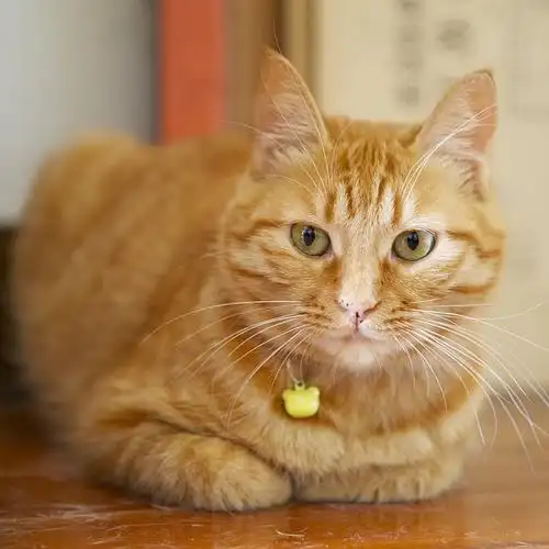 【南京】黄狸猫猫找领养