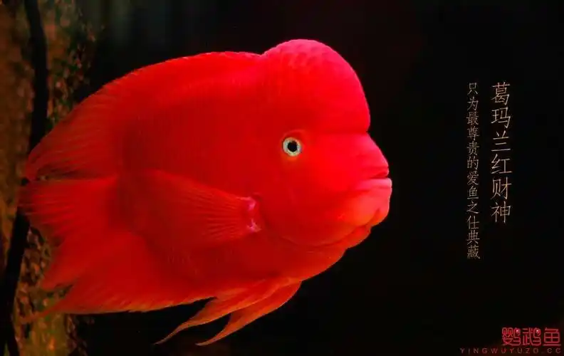 天津开心鱼舍提供