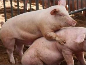 如何提高受胎率母猪发情与最佳配种时间的鉴定