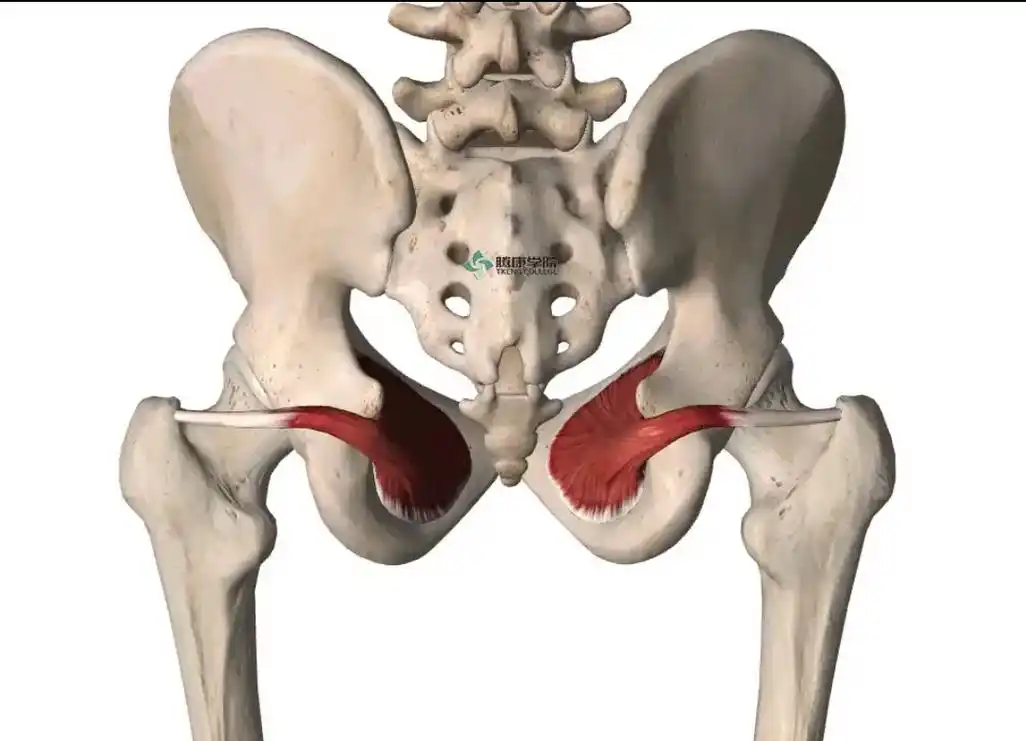【闭孔内肌紧张是会影响女性月j量的问题】 1,参与髋关节 - 抖音
