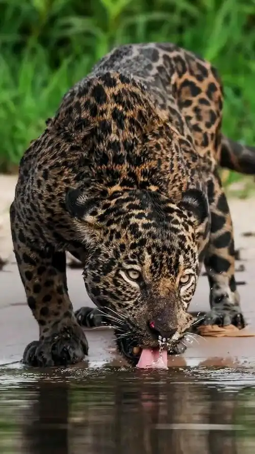 美洲豹带着幼崽一起饮水