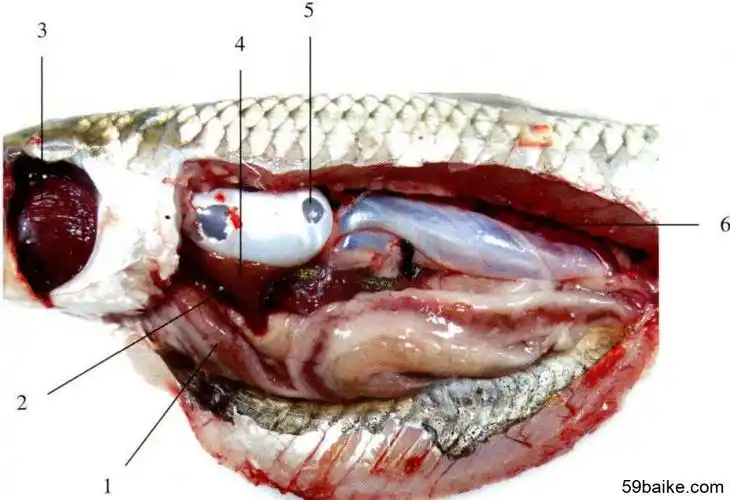 图8-1 草鱼解剖结构 1. 肠; 2. 脾; 3. 鳃; 4. 肝; 5. 鳔; 6. 肾