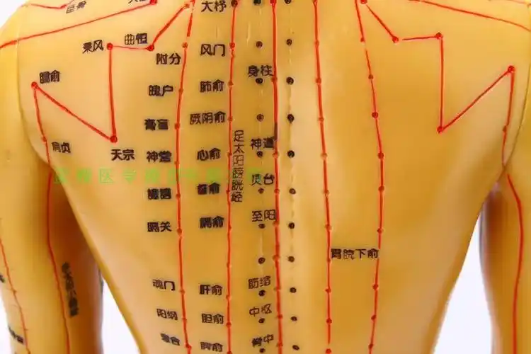 50cm超清晰经络男女人体模型人体经络模型中医铜人针灸穴位模型
