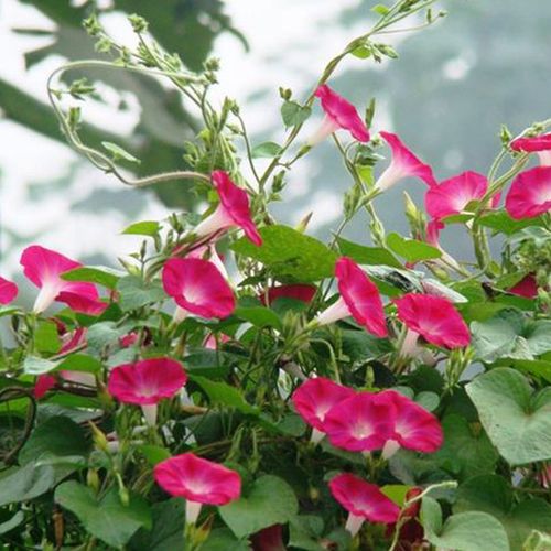 藤蔓牵牛大花牵牛花种籽爬藤四季种花草阳台盆栽庭院喇叭花卉种子