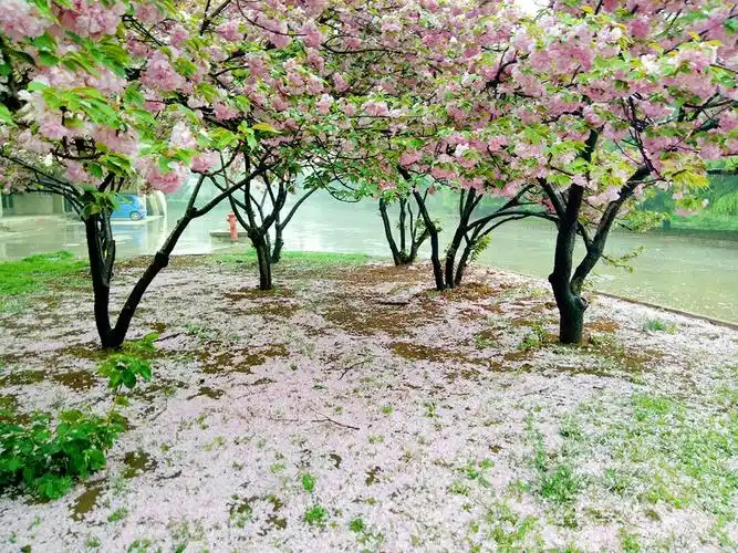雨中樱花