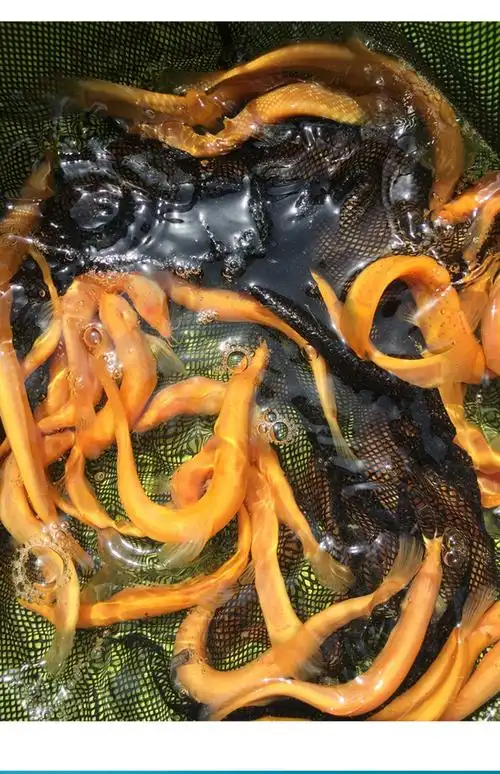 活体冷水淡水鱼放生鱼鳅清道夫好养金色泥鳅苗小金鳅68厘米8条2条防损