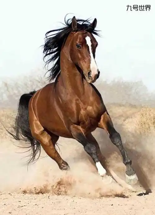 草原上骏马奔驰!请欣赏.