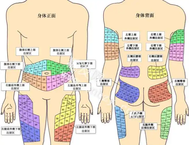 一图了解胰岛素注射部位 (转载)
