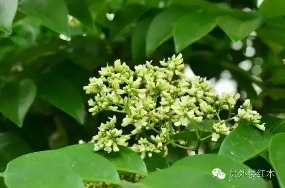 识木堂之海南黄花梨