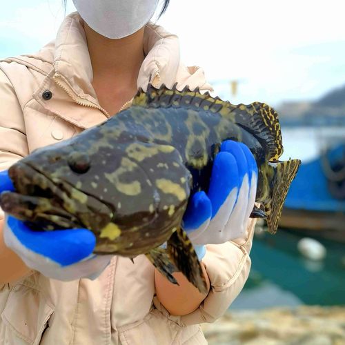 刺身级珍珠斑鱼龙胆老虎斑深海野生石斑鱼肉质鲜嫩营养美味石斑鱼