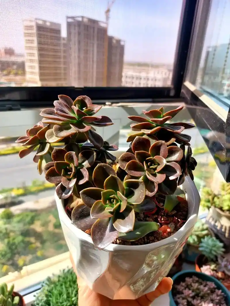 肉友们,我这棵巧克力这是生病了吗,需要怎么处理?#我的多肉世 - 抖音