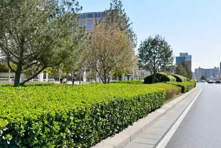 兴东公司开展"绿色行动" 全面为道路绿篱冲洗除尘降污