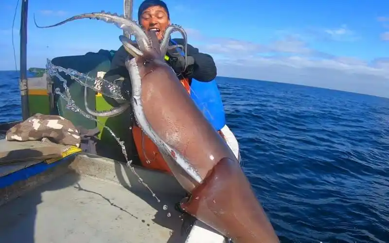 国外秘鲁深海里,当地渔民抓接近两米的巨型鱿鱼,个头相当的凶猛