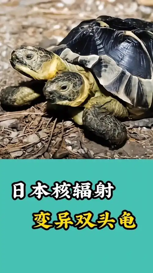 日本核辐射变异双头乌龟