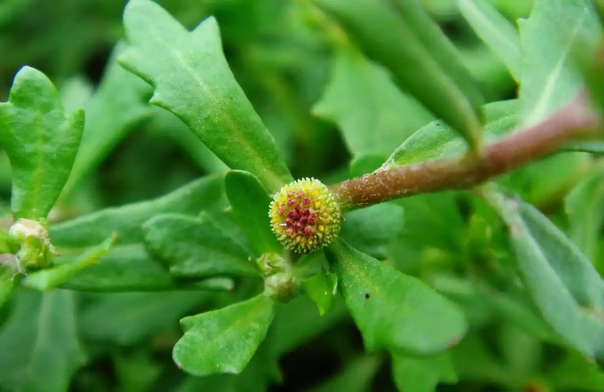 农田里一大害草,俗称"鹅不食",价值却很高,是民间鼻炎良方