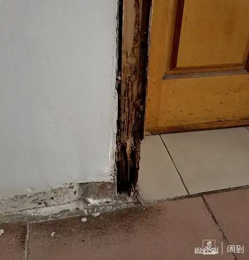 成千上万白蚁飞舞兰溪路上一民宅成白蚁食堂