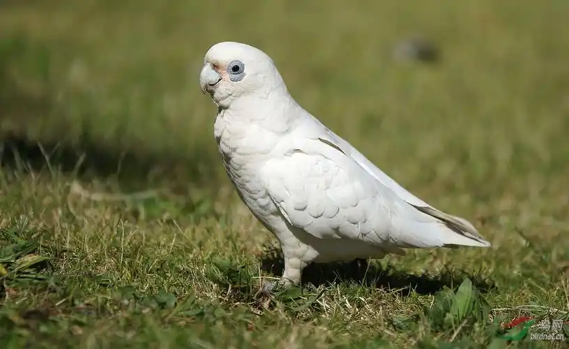 白鹦鹉