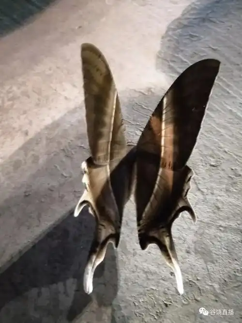 速看| "巨型飞蛾"空降英歌训练场.