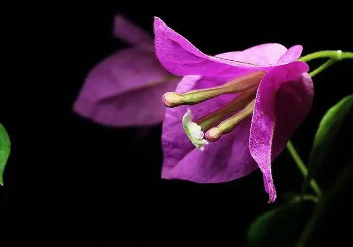 光叶子花三角梅图片花朵三角梅簕杜鹃毛宝巾三角花三叶梅