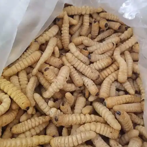 美味冰冻柴虫 木虫 木花 云南特产食用昆虫 烧烤摊美食-阿里巴巴