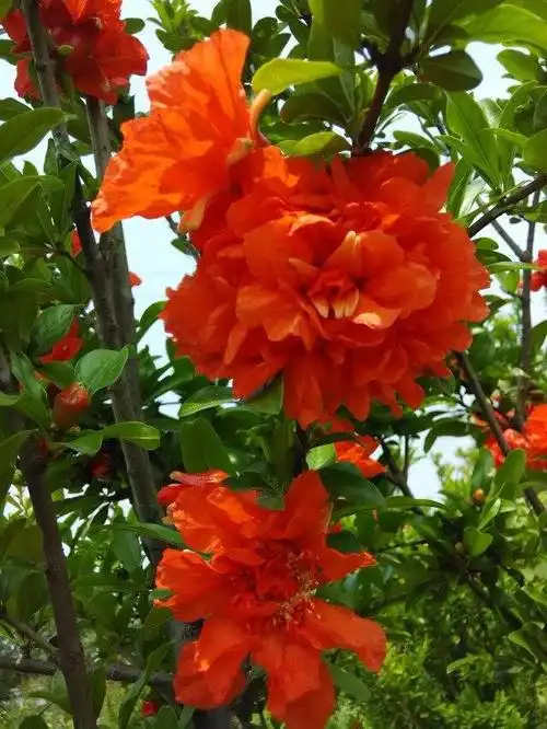 月季石榴可与普通石榴嫁样吗