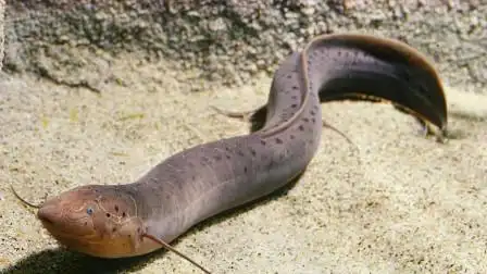 小伙挖到一条"僵尸鱼",晒成鱼干5年不死,遇水3秒即刻复活!