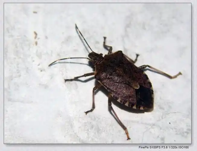 请问这是什么虫子,还会飞