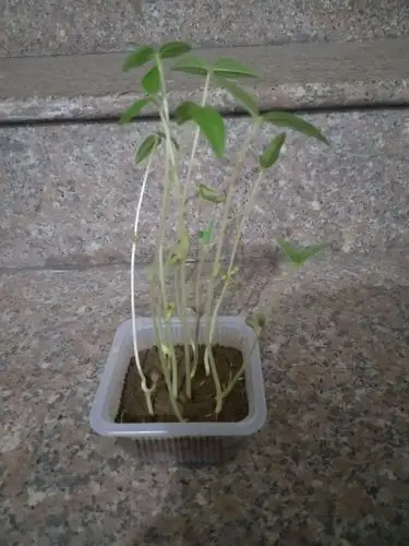 水培植物――观察日记