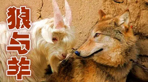 正定朝辉         【狼与羊】复杂的 人脉关系! 正定朝辉的.