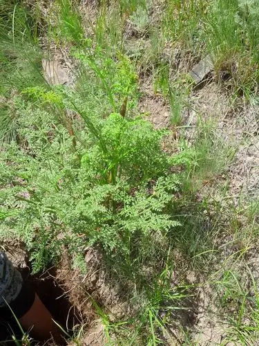 新疆天山山脉有一种植物地面上的叶子象胡萝卜叶子,地下根象人参的,是