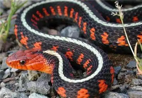 瞿亿华上蔡家坪捕蛇,这时候窜出来一条近1米长的红花野鸡项蛇,这种蛇