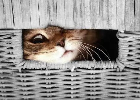 偷瞄一眼,看你们想干嘛?