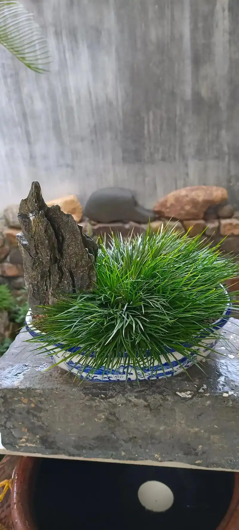 漂亮的菖蒲图片配上美妙的电子音乐就是不一样的味道