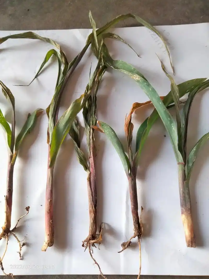 夏玉米三到五叶期注意防治苗枯病.尤其是涝洼地,黏土地,盐碱地 - 抖音