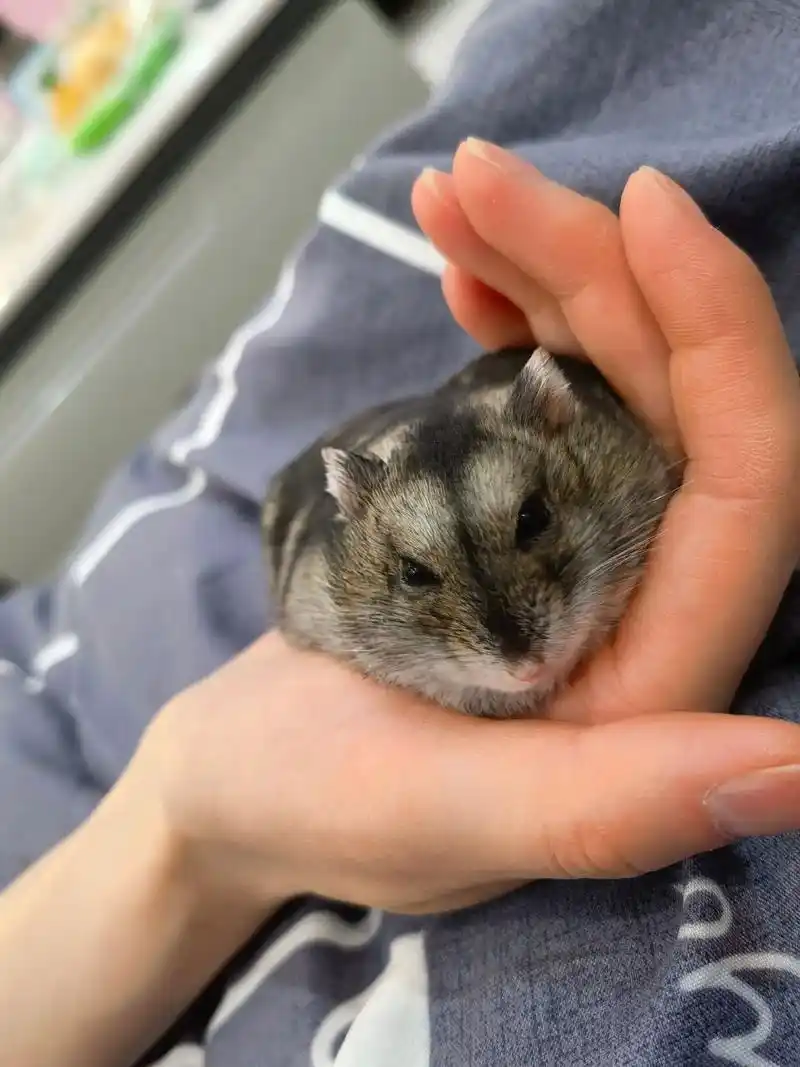 永远善良,永远来日方长.小胖熊  有你真好#三线仓鼠 #养鼠 - 抖音