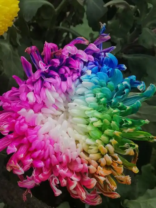 开封菊展,各种颜色,形状的菊花让人惊艳!