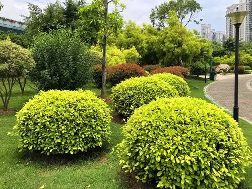 常用园林植物之黄金榕