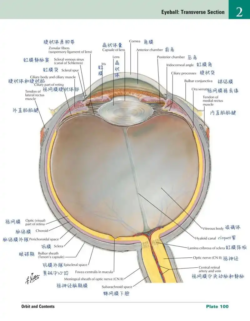 眼科学|01|眼球的解剖结构图和思维导图 昨天刚学完眼科学,今天眼角就