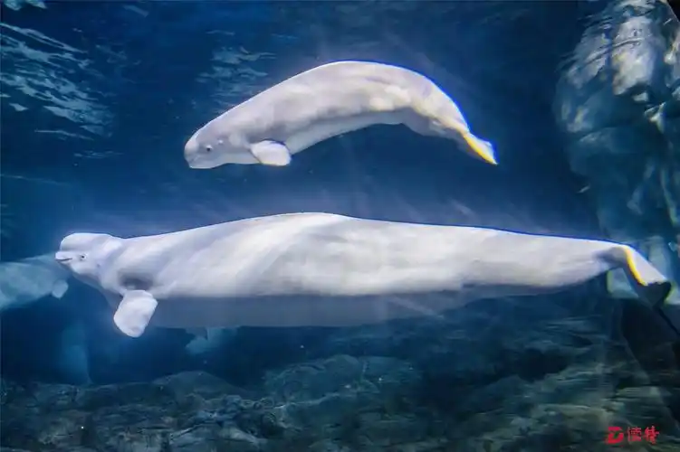 可爱极了近万网友给3头白鲸萌宝起名字
