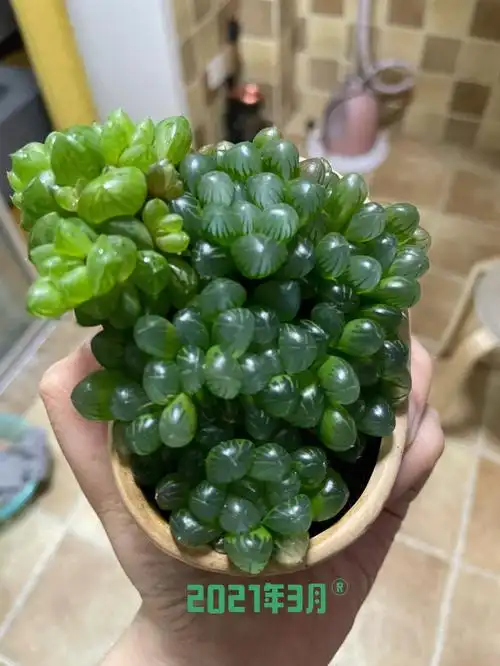 玉露真的是最好养的多肉没有之一