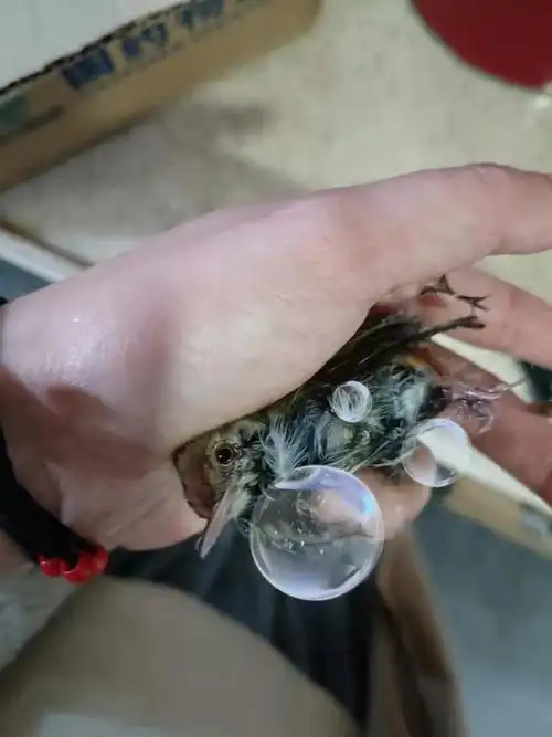 小鸟被粘鼠胶粘住了!