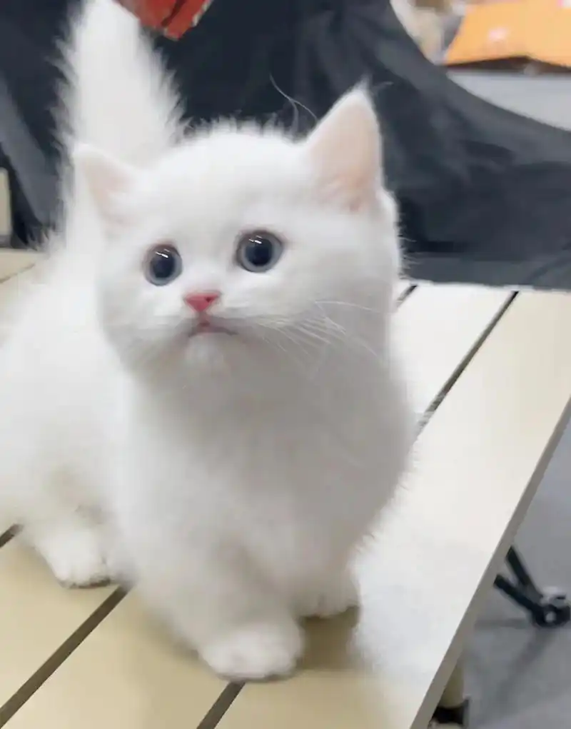 纯白乳白曼基康矮脚猫