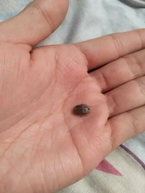 今天早上起床随手一抓在床上抓到了一只蜱虫,不确定自己咬没咬,不过我