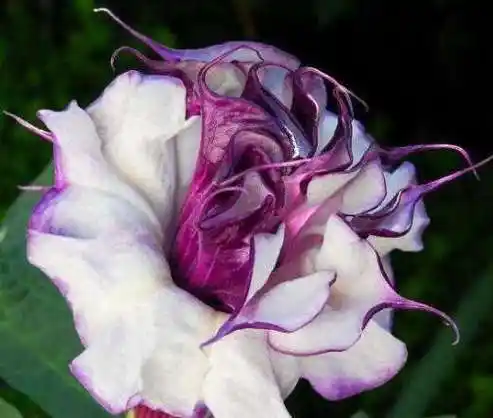 世界上花语最黑暗的花茶靡花末路之美象征无法挽回的爱情