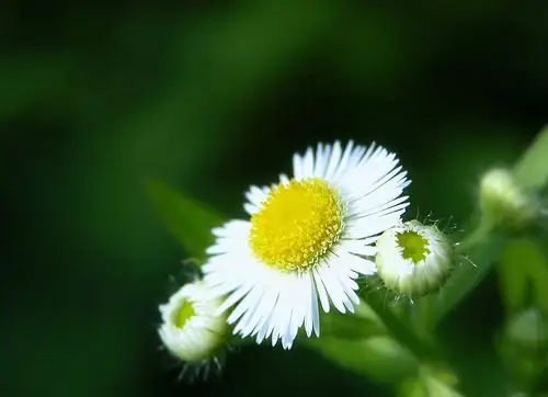 野菊花唯美