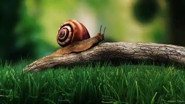 我们就像蜗牛,身上背着重重的壳,但我们依然努力往上爬!