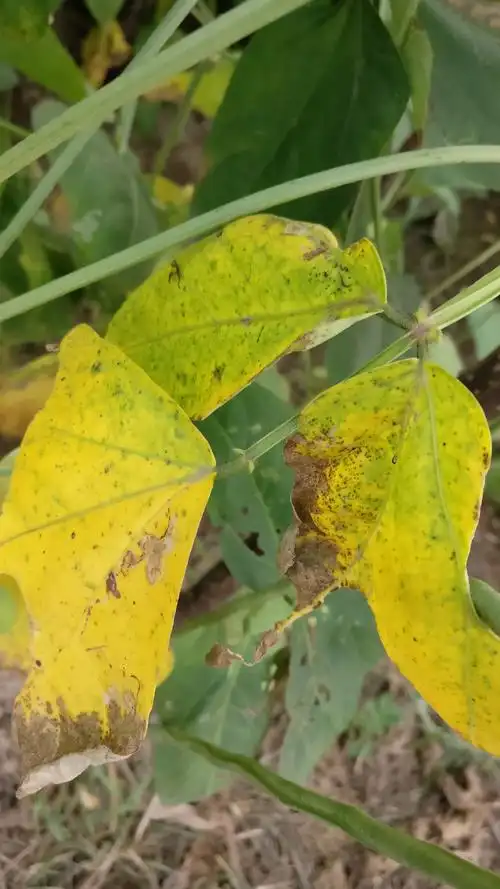 豆角病虫害求助