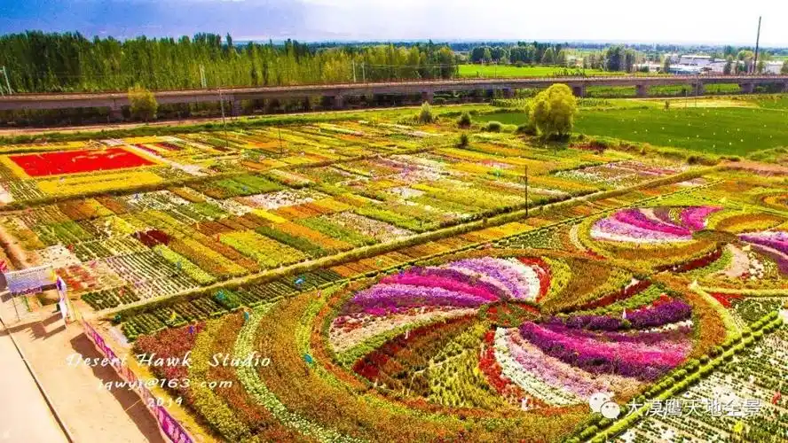 乡间自有风情在生态花田醉游人上坝花田靓照